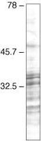 Serine And Arginine Rich Splicing Factor 3 antibody, 33-9400, Invitrogen Antibodies, Western Blot image 