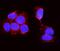 Alkaline Phosphatase, Biomineralization Associated antibody, A01008, Boster Biological Technology, Immunofluorescence image 