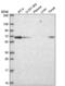 Copine 1 antibody, NBP2-57519, Novus Biologicals, Western Blot image 
