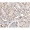 Transcription Elongation Factor A Like 8 antibody, orb338766, Biorbyt, Immunohistochemistry paraffin image 