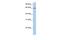 Protocadherin Alpha 4 antibody, GTX46081, GeneTex, Western Blot image 