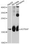 Peptidylprolyl Isomerase H antibody, LS-C747415, Lifespan Biosciences, Western Blot image 