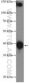 Coiled-Coil Domain Containing 59 antibody, 26387-1-AP, Proteintech Group, Western Blot image 