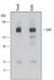 Cyclin G Associated Kinase antibody, MAB6918, R&D Systems, Western Blot image 