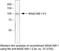 Mucosal Vascular Addressin Cell Adhesion Molecule 1 antibody, 37-5700, Invitrogen Antibodies, Western Blot image 