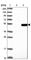 WD Repeat Domain 74 antibody, HPA038419, Atlas Antibodies, Western Blot image 