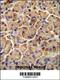 SEL1L Adaptor Subunit Of ERAD E3 Ubiquitin Ligase antibody, 55-340, ProSci, Immunohistochemistry paraffin image 