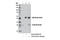 Solute Carrier Family 31 Member 1 antibody, 13086S, Cell Signaling Technology, Immunoprecipitation image 