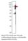 Itchy E3 Ubiquitin Protein Ligase antibody, ITCH-101AP, FabGennix, Western Blot image 