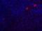 Caspase 8 antibody, 3473, ProSci, Immunofluorescence image 
