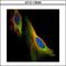Nucleolar Protein 3 antibody, GTX113889, GeneTex, Immunofluorescence image 