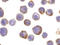 ADAM Metallopeptidase Domain 17 antibody, ADI-905-249-100, Enzo Life Sciences, Immunocytochemistry image 
