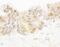 Poly(ADP-Ribose) Polymerase Family Member 10 antibody, NB100-2157, Novus Biologicals, Immunohistochemistry paraffin image 