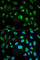 Toll Like Receptor 1 antibody, A0997, ABclonal Technology, Immunofluorescence image 