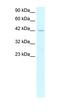 Pancreas Associated Transcription Factor 1a antibody, orb329622, Biorbyt, Western Blot image 