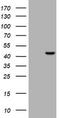 Endonuclease 8-like 1 antibody, CF800344, Origene, Western Blot image 