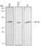 BCL10 Immune Signaling Adaptor antibody, MAB2889, R&D Systems, Western Blot image 