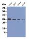 Calcyclin Binding Protein antibody, NBP2-42677, Novus Biologicals, Western Blot image 