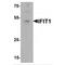 Interferon Induced Protein With Tetratricopeptide Repeats 1 antibody, MBS153663, MyBioSource, Western Blot image 