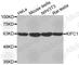 Kinesin Family Member C1 antibody, A3304, ABclonal Technology, Western Blot image 