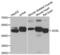 Adenylosuccinate Lyase antibody, abx004797, Abbexa, Western Blot image 