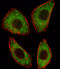 Transcription Factor 25 antibody, LS-C157160, Lifespan Biosciences, Immunofluorescence image 