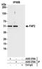 Fas Associated Factor Family Member 2 antibody, A305-378A, Bethyl Labs, Immunoprecipitation image 