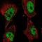 DNA Polymerase Kappa antibody, NBP2-57385, Novus Biologicals, Immunofluorescence image 
