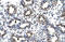 PR domain zinc finger protein 14 antibody, orb329712, Biorbyt, Immunohistochemistry paraffin image 