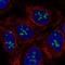 Ribosomal Oxygenase 1 antibody, HPA003730, Atlas Antibodies, Immunofluorescence image 