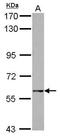 GTP Binding Protein 2 antibody, GTX122509, GeneTex, Western Blot image 