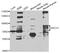 BTB Domain And CNC Homolog 1 antibody, MBS129745, MyBioSource, Western Blot image 