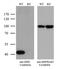 Isocitrate Dehydrogenase (NADP(+)) 1, Cytosolic antibody, MA5-26439, Invitrogen Antibodies, Western Blot image 