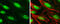 SWI/SNF Related, Matrix Associated, Actin Dependent Regulator Of Chromatin, Subfamily A, Member 4 antibody, GTX633391, GeneTex, Immunofluorescence image 