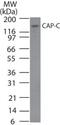 Structural Maintenance Of Chromosomes 4 antibody, PA1-41402, Invitrogen Antibodies, Western Blot image 