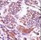 Calcium/Calmodulin Dependent Protein Kinase II Delta antibody, LS-C100735, Lifespan Biosciences, Immunohistochemistry frozen image 