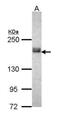 ATP Binding Cassette Subfamily C Member 1 antibody, PA5-30594, Invitrogen Antibodies, Western Blot image 