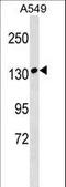 Myosin Binding Protein C, Slow Type antibody, LS-C158337, Lifespan Biosciences, Western Blot image 