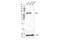 Glutamate Decarboxylase 1 antibody, 41318S, Cell Signaling Technology, Western Blot image 