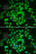 Casein Kinase 1 Epsilon antibody, A1796, ABclonal Technology, Immunofluorescence image 
