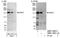 SAM And SH3 Domain Containing 1 antibody, NBP1-26650, Novus Biologicals, Western Blot image 