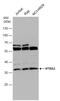 HtrA Serine Peptidase 2 antibody, GTX110703, GeneTex, Western Blot image 