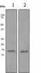 T Cell Leukemia/Lymphoma 1A antibody, ab108978, Abcam, Western Blot image 