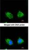 Inositol Polyphosphate-1-Phosphatase antibody, NBP1-31475, Novus Biologicals, Immunofluorescence image 