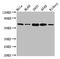 SLAM Family Member 6 antibody, CSB-PA021368LA01HU, Cusabio, Western Blot image 