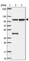 MMS19 nucleotide excision repair protein homolog antibody, PA5-63283, Invitrogen Antibodies, Western Blot image 