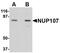 Nucleoporin 107 antibody, NBP1-76927, Novus Biologicals, Western Blot image 