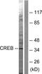 CAMP Responsive Element Binding Protein 1 antibody, LS-C117517, Lifespan Biosciences, Western Blot image 