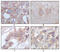 Serine/Threonine/Tyrosine Kinase 1 antibody, abx011398, Abbexa, Enzyme Linked Immunosorbent Assay image 