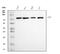 Cyclin T1 antibody, M02703, Boster Biological Technology, Western Blot image 